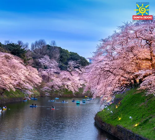 Duniya Dekho Wonders of Japan Cherry Blossom